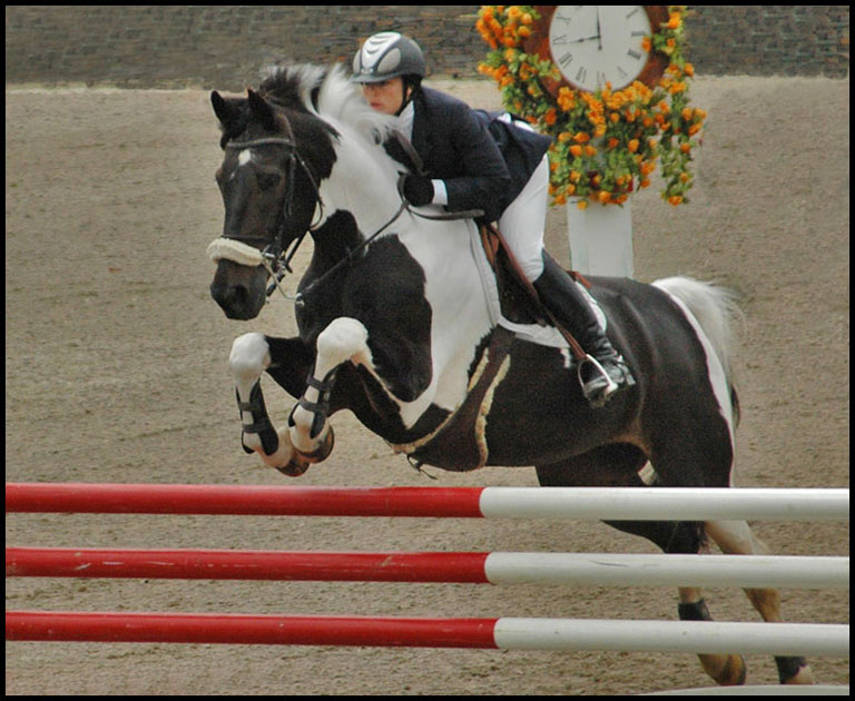 Black & white horse jump copy